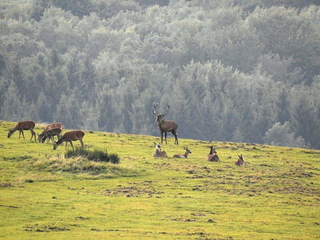 Fewo-Eifel-Morsbach Schleiden Exteriér fotografie